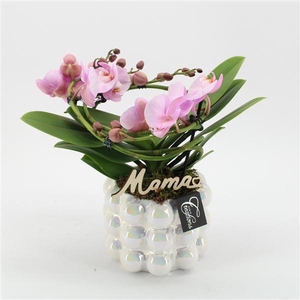 Arrangementen Phalaenopsis mt H%