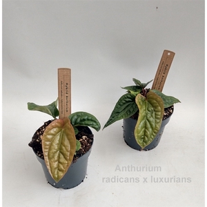 Anthurium radicans x luxurians 14cm