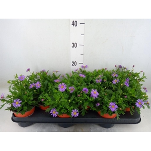 Brachycome  'Brasco Violet'