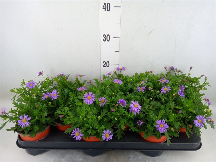 <h4>Brachycome  'Brasco Violet'</h4>