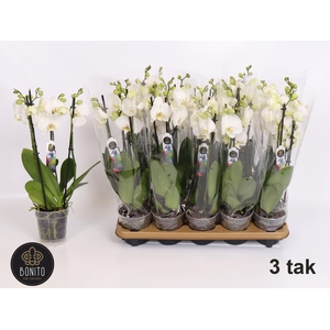 PHAL WHITE NOTTINGHAM 3 TAK