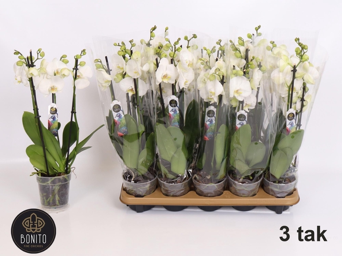 <h4>PHAL WHITE NOTTINGHAM 3 TAK</h4>