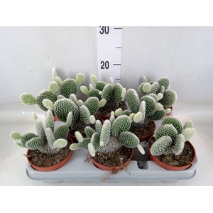 Opuntia microdasys 'Albispina'