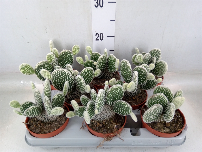 <h4>Opuntia microdasys 'Albispina'</h4>