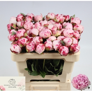 PAEO L SARA BERNHARD