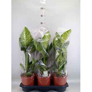 Dieffenbachia seg. 'Tropic Snow'