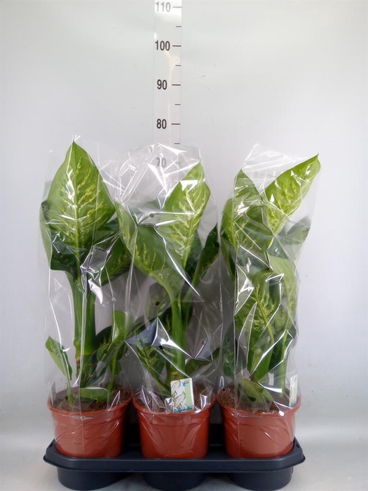<h4>Dieffenbachia seg. 'Tropic Snow'</h4>