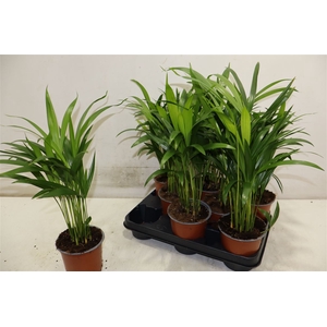 Dypsis Lutescens