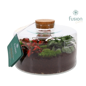 Green Bottle Kyra Medium met Terrarium arrangement