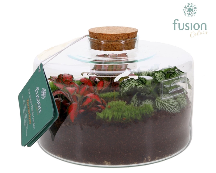 <h4>Green Bottle Kyra Medium met Terrarium arrangement</h4>