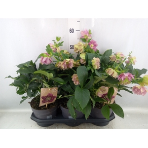 Helleborus ori.