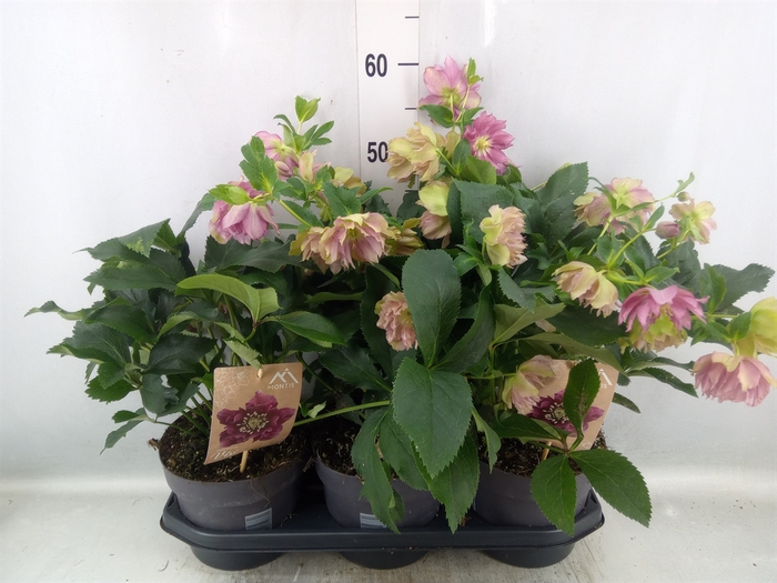 Helleborus ori.