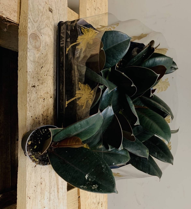 Ficus elastica Robusta 27Ø 100cm 3pp