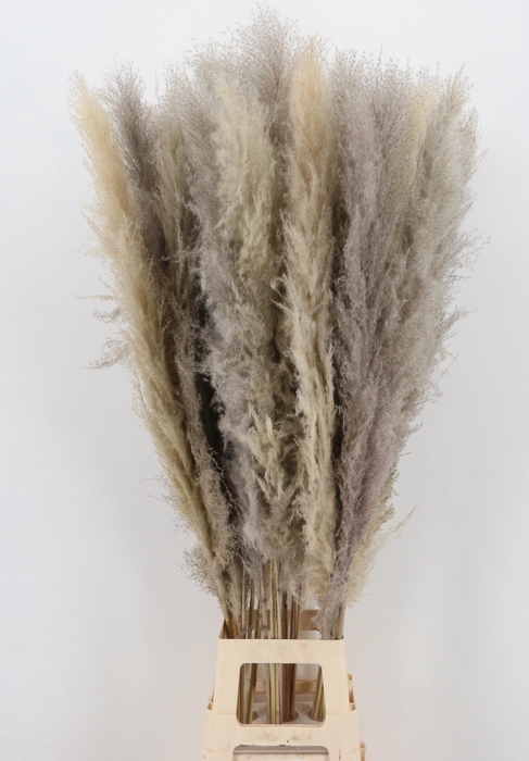 <h4>DROOGBL BEWERKT H%</h4>