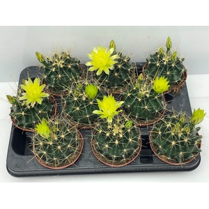 CACTUS BLOEIEND