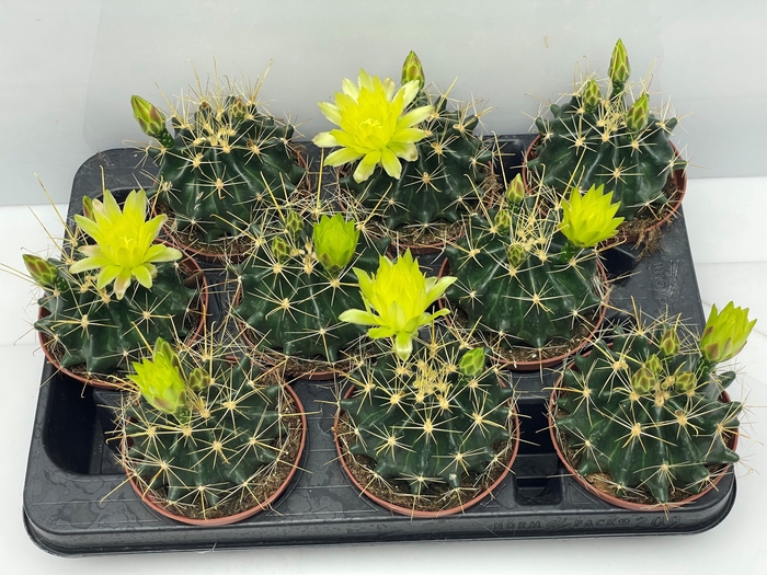 <h4>CACTUS BLOEIEND</h4>