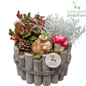 AOH002 Amaryllis O Milano Large Grey