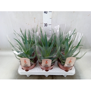 Aloe arborescens