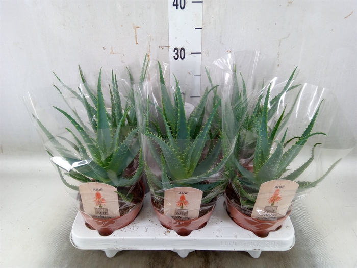 <h4>Aloe arborescens</h4>