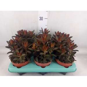 Kalanchoe NF tomentosa