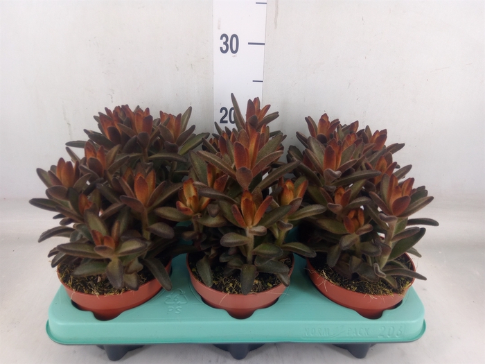 <h4>Kalanchoe NF tomentosa</h4>