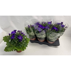 Pericallis Senetti Violet 15Ø 35cm