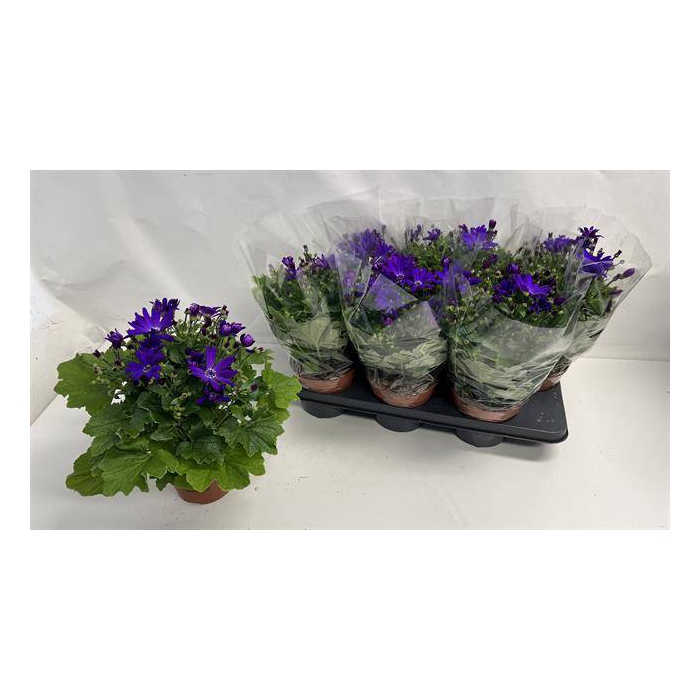 <h4>Pericallis Senetti Violet 15Ø 35cm</h4>