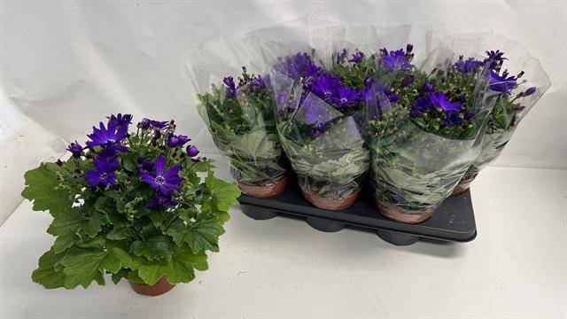 Pericallis Senetti Violet 15Ø 35cm