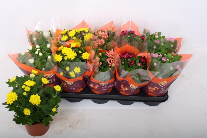 <h4>CHRYS GEVULDBL GEM</h4>