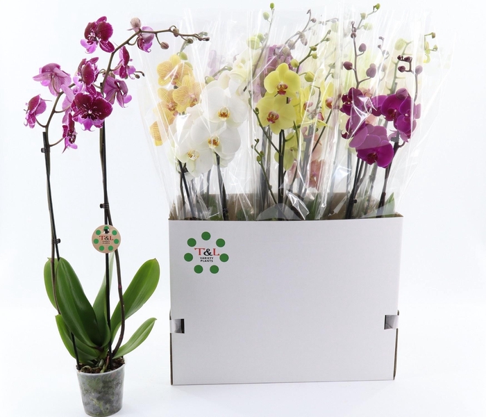 <h4>PHAL GEM 7 KL</h4>