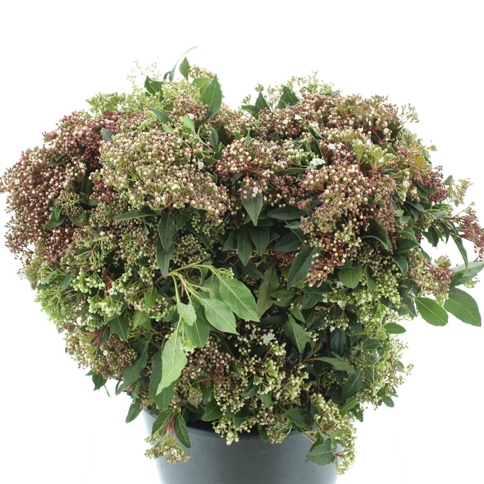 <h4>Viburnum Tinus</h4>