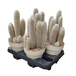 CLEISTOCACT STRAUSII