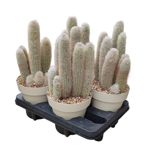 <h4>CLEISTOCACT STRAUSII</h4>