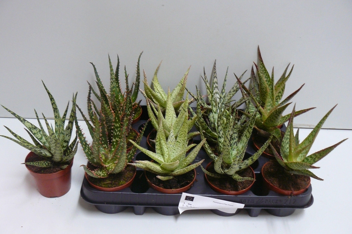 <h4>ALOE GEM</h4>