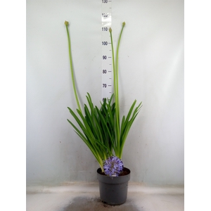 Agapanthus   ...