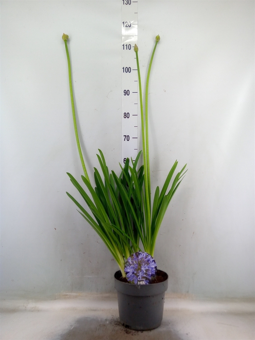 <h4>Agapanthus   ...</h4>