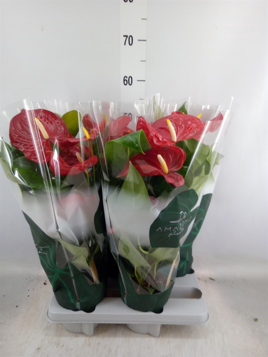 <h4>Anthurium andr. 'Nevada'</h4>