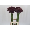 Allium Miami