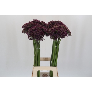 Allium Miami