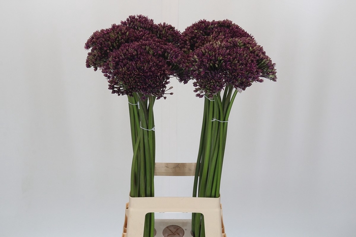 Allium Miami