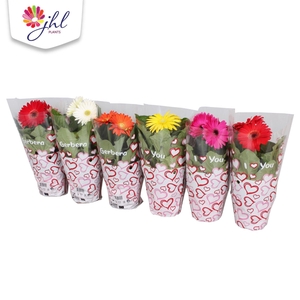 Gerbera Colourgame Hartjes hoes 22-28 cm