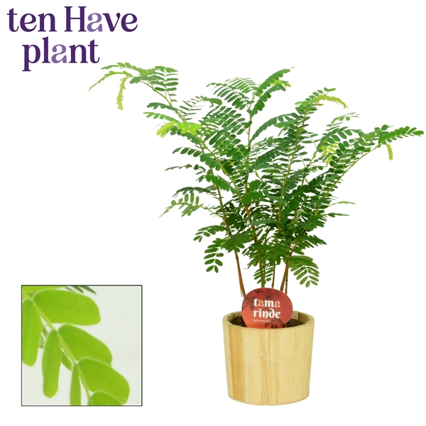 <h4>Tamarinde in Wood</h4>