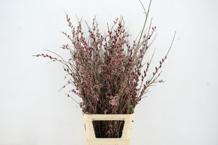 <h4>SALIX RED PASSION 120CM</h4>