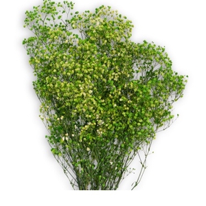 Gypsophila lime green