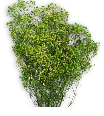 <h4>Gypsophila lime green</h4>