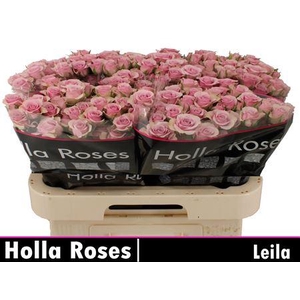 R Tr Leila