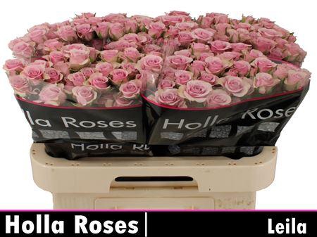 <h4>R Tr Leila</h4>