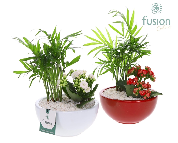 <h4>Schaal keramiek Moon Small wit en rood met arrangement</h4>