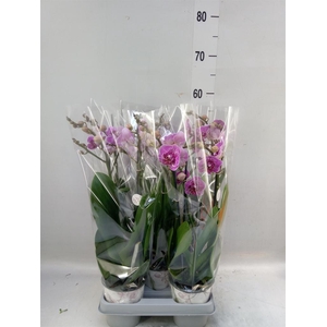 Phalaenopsis   ...