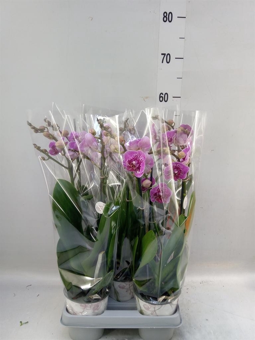 <h4>Phalaenopsis   ...</h4>